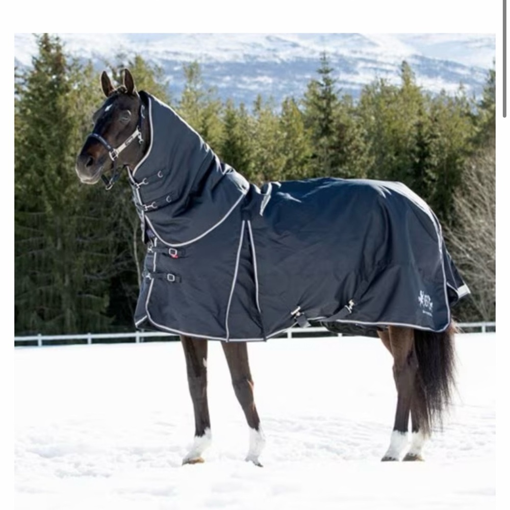 B Vertigo Georgina Medium weight turnout horse blanket with hood cover